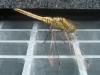 Orthetrum cancellatum